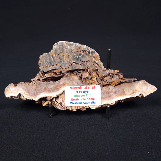 Stromatolite Microbial Mat from the Dresser Formation ZDF004