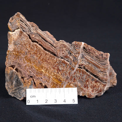 Stromatolite Microbial Mat from the Dresser Formation ZDF005