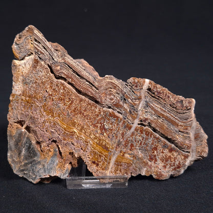 Stromatolite Microbial Mat from the Dresser Formation ZDF005