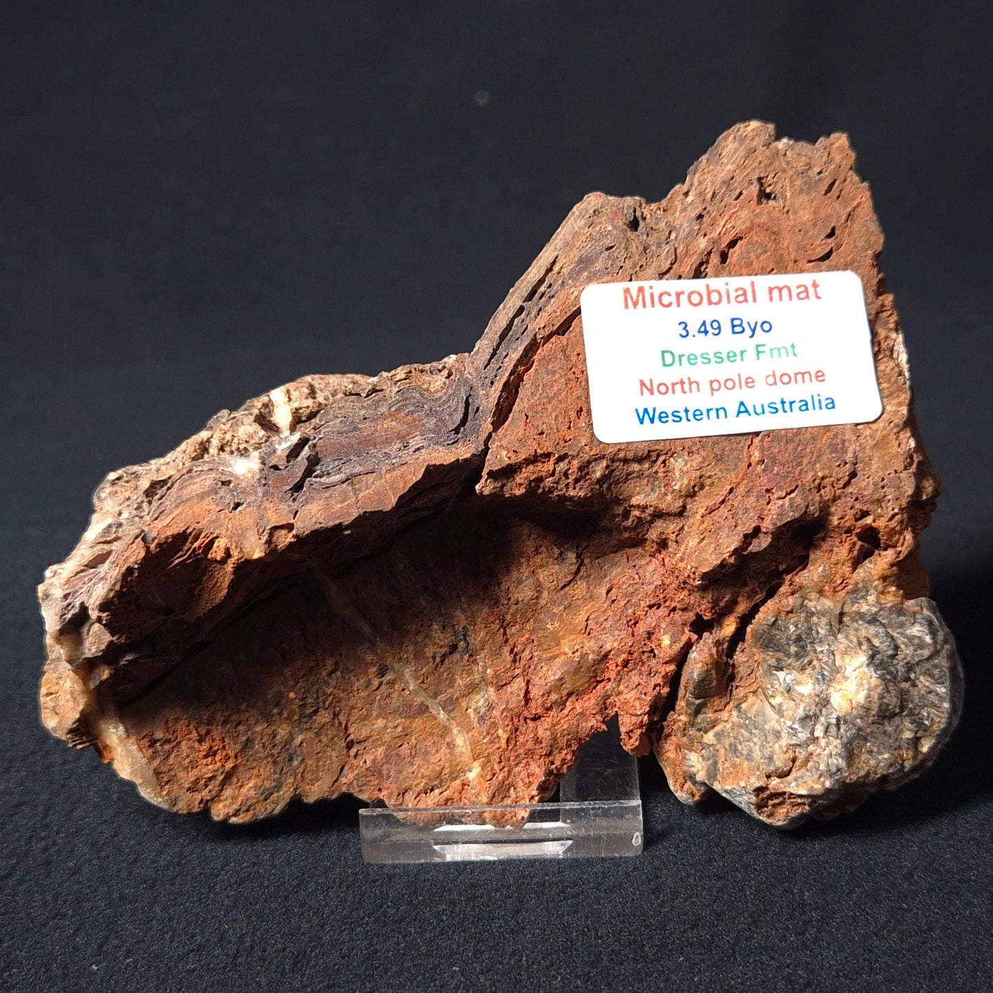 Stromatolite Microbial Mat from the Dresser Formation ZDF005