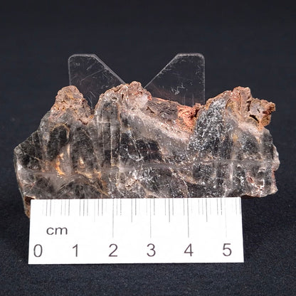 Stromatolite Microbial Mat from the Dresser Formation ZDF006