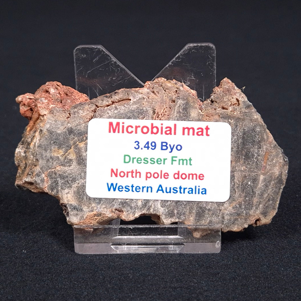 Stromatolite Microbial Mat from the Dresser Formation ZDF006