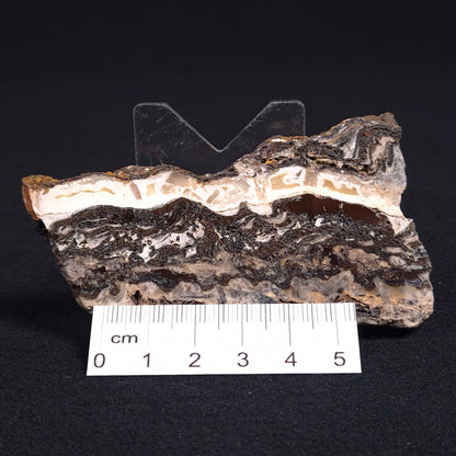 Stromatolite Microbial Mat from the Dresser Formation ZDF007