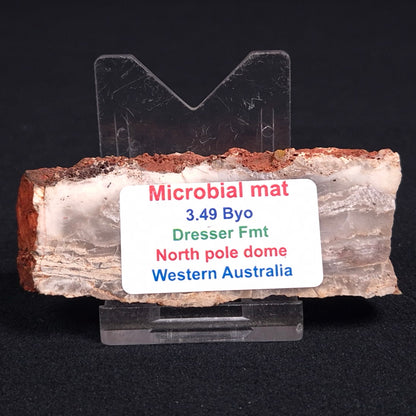 Stromatolite Microbial Mat from the Dresser Formation ZDF008