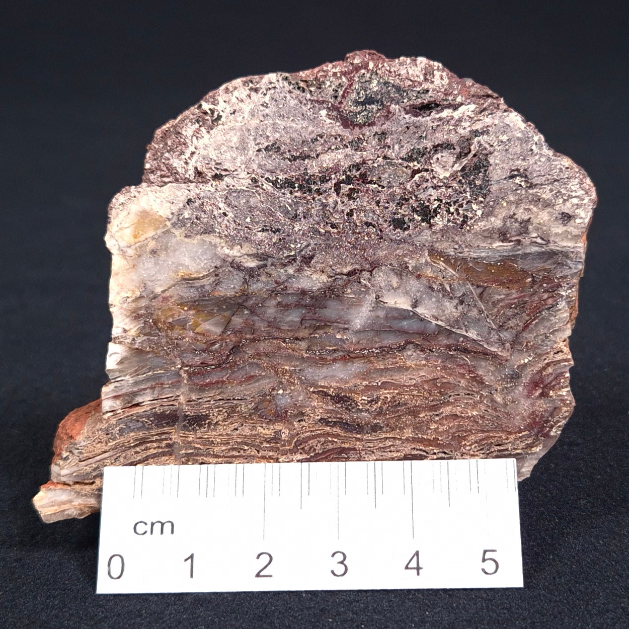 Stromatolite Microbial Mat from the Dresser Formation ZDF009