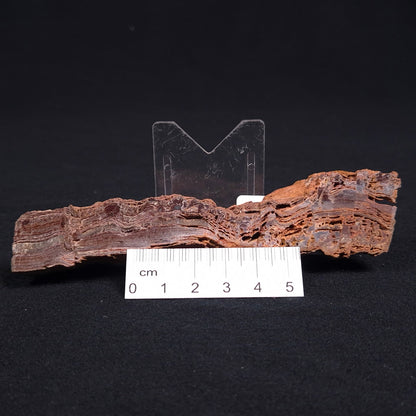 Stromatolite Microbial Mat from the Dresser Formation ZDF011