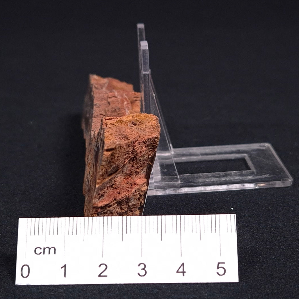 Stromatolite Microbial Mat from the Dresser Formation ZDF011