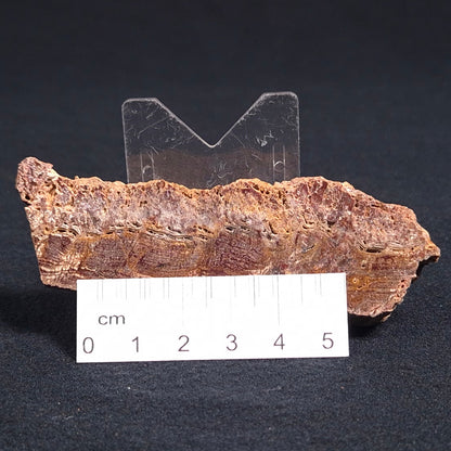 Stromatolite Microbial Mat from the Dresser Formation ZDF012