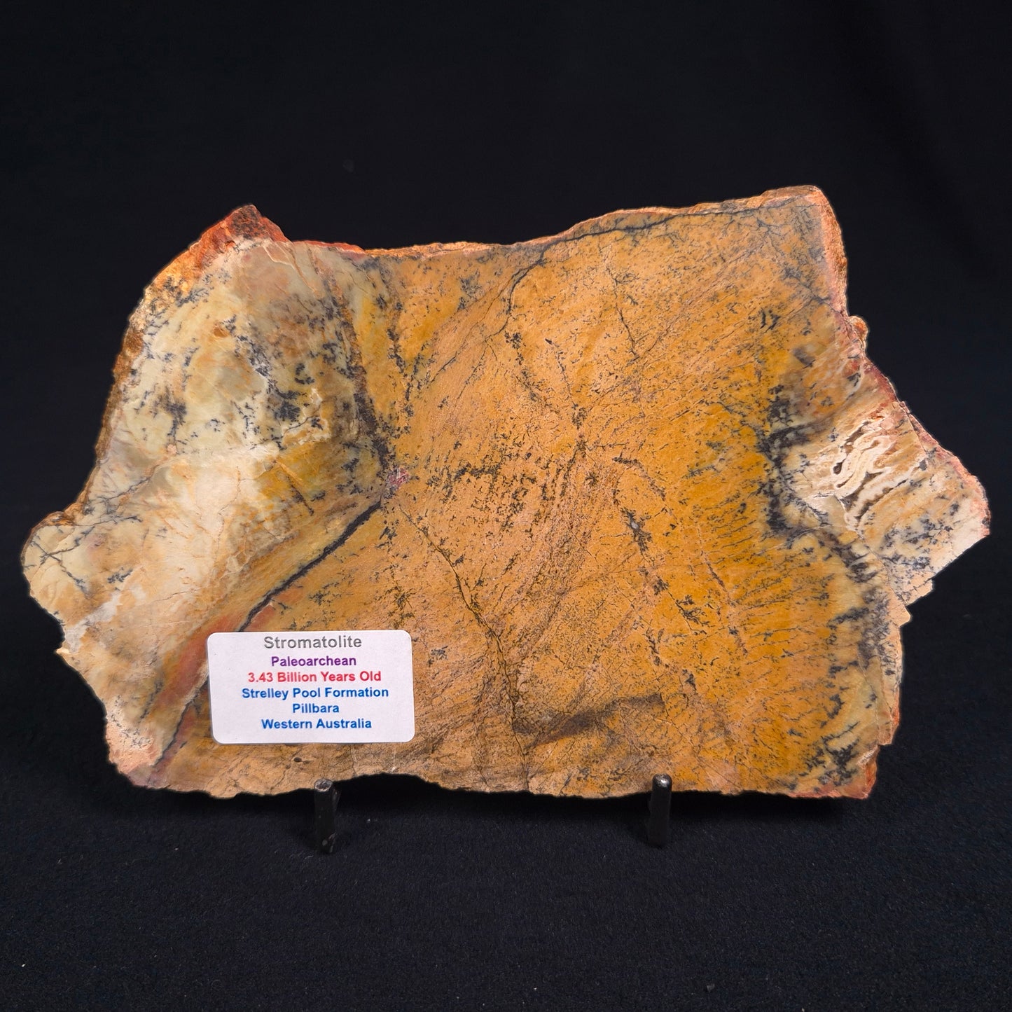 Stromatolite Microbial Mat Strelley Pool Formation ZSP001