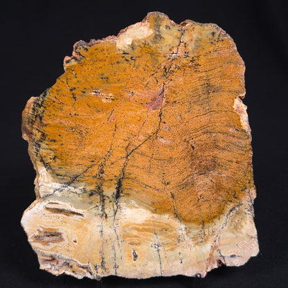 Stromatolite Microbial Mat Strelley Pool Formation ZSP002