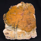 Stromatolite Microbial Mat Strelley Pool Formation ZSP002