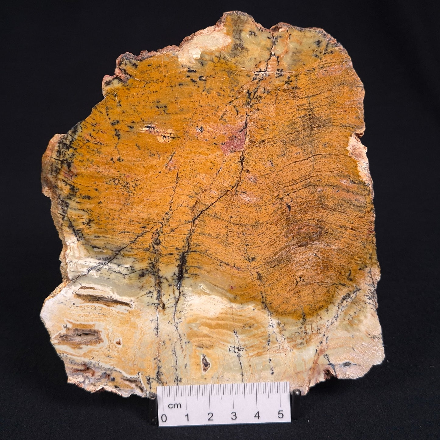 Stromatolite Microbial Mat Strelley Pool Formation ZSP002