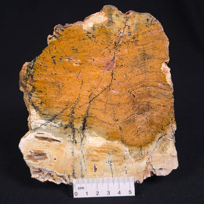 Stromatolite Microbial Mat Strelley Pool Formation ZSP002