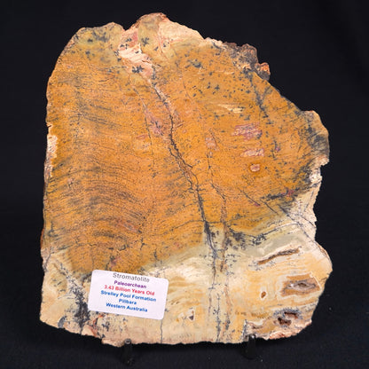 Stromatolite Microbial Mat Strelley Pool Formation ZSP002