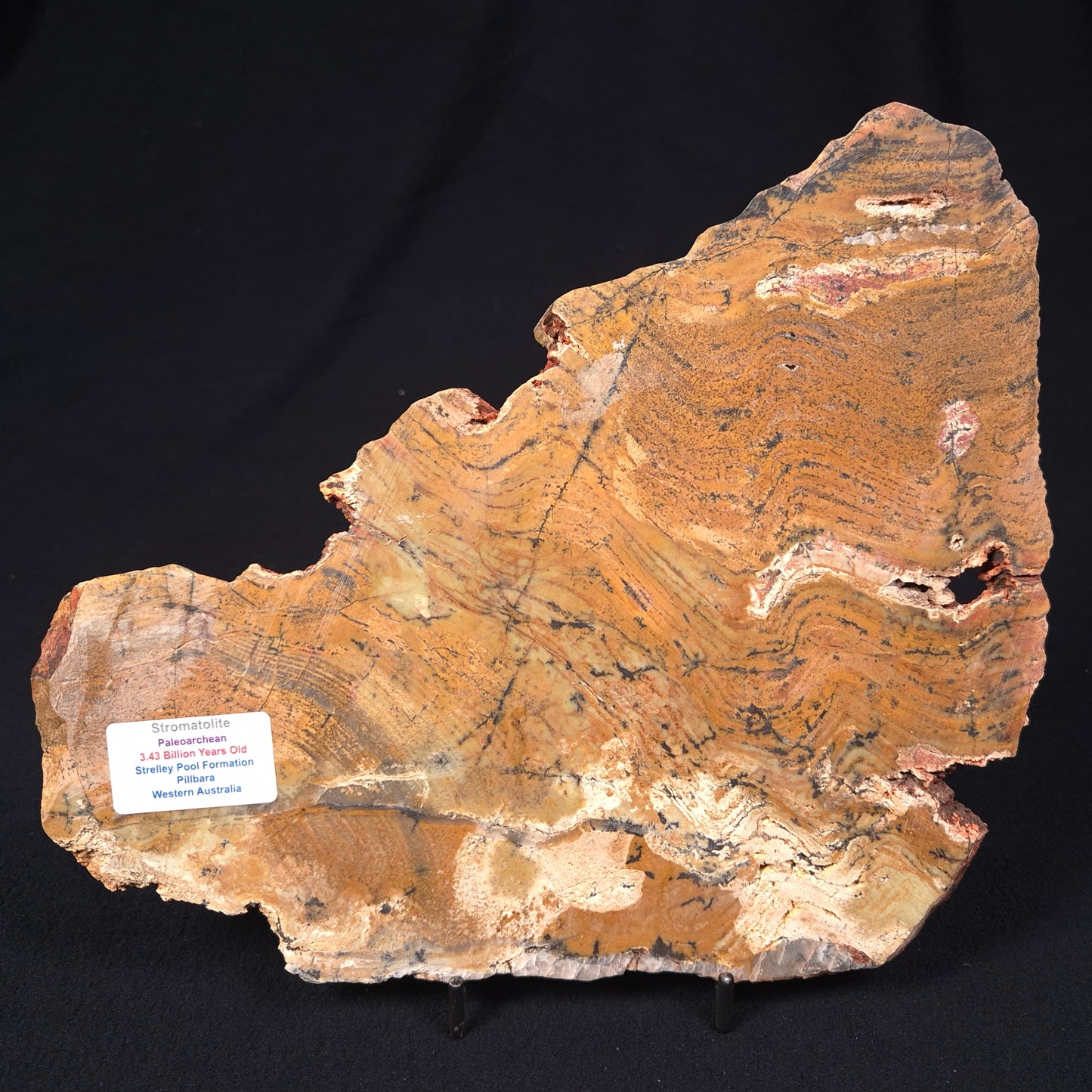 Stromatolite Microbial Mat Strelley Pool Formation ZSP003