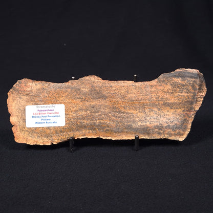 Stromatolite Microbial Mat Strelley Pool Formation ZSP005