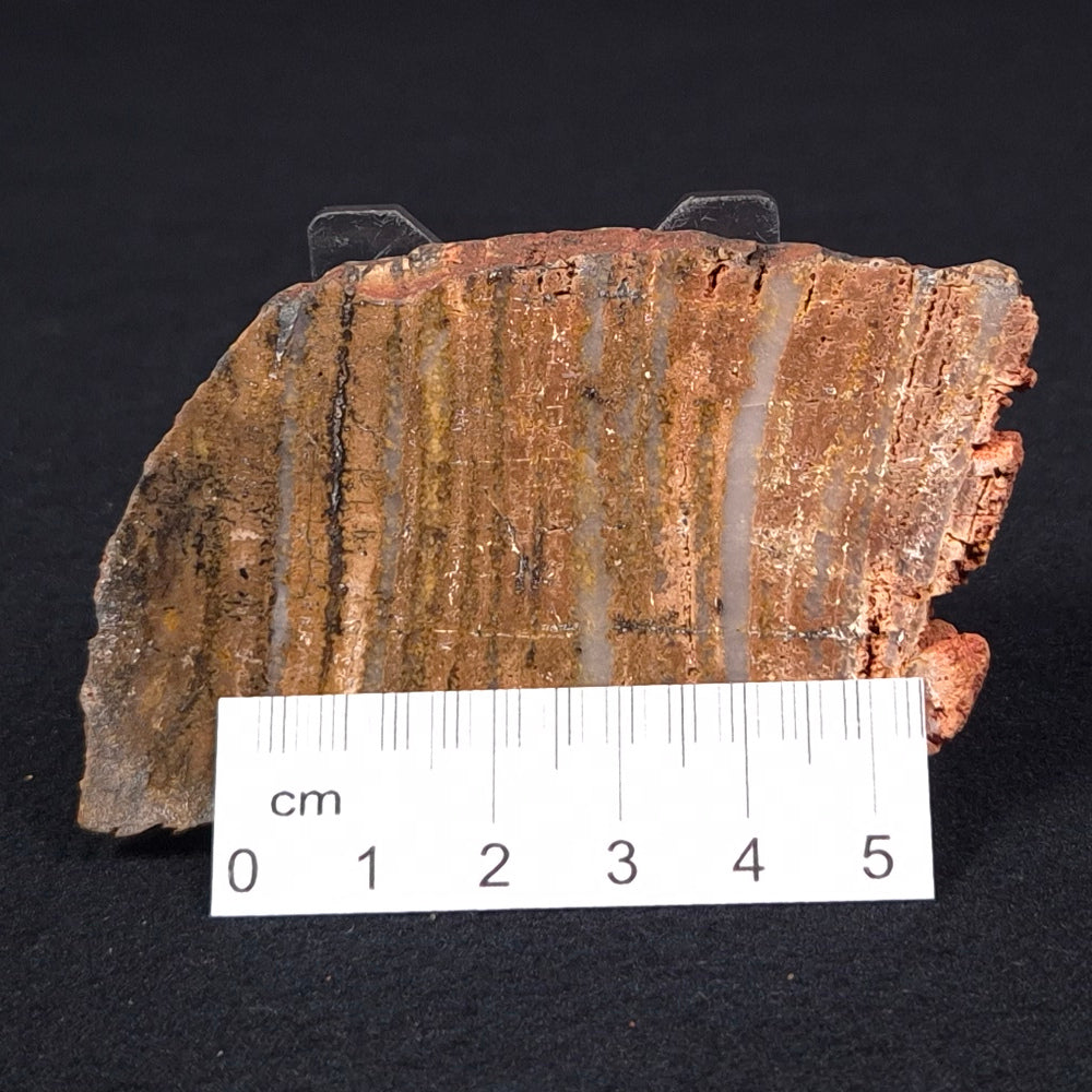 Stromatolite Microbial Mat Strelley Pool Formation ZSP008