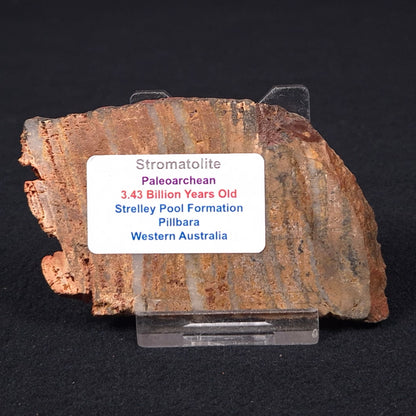 Stromatolite Microbial Mat Strelley Pool Formation ZSP008