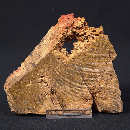 Stromatolite Microbial Mat Strelley Pool Formation ZSP009