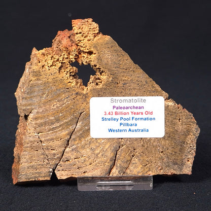 Stromatolite Microbial Mat Strelley Pool Formation ZSP009