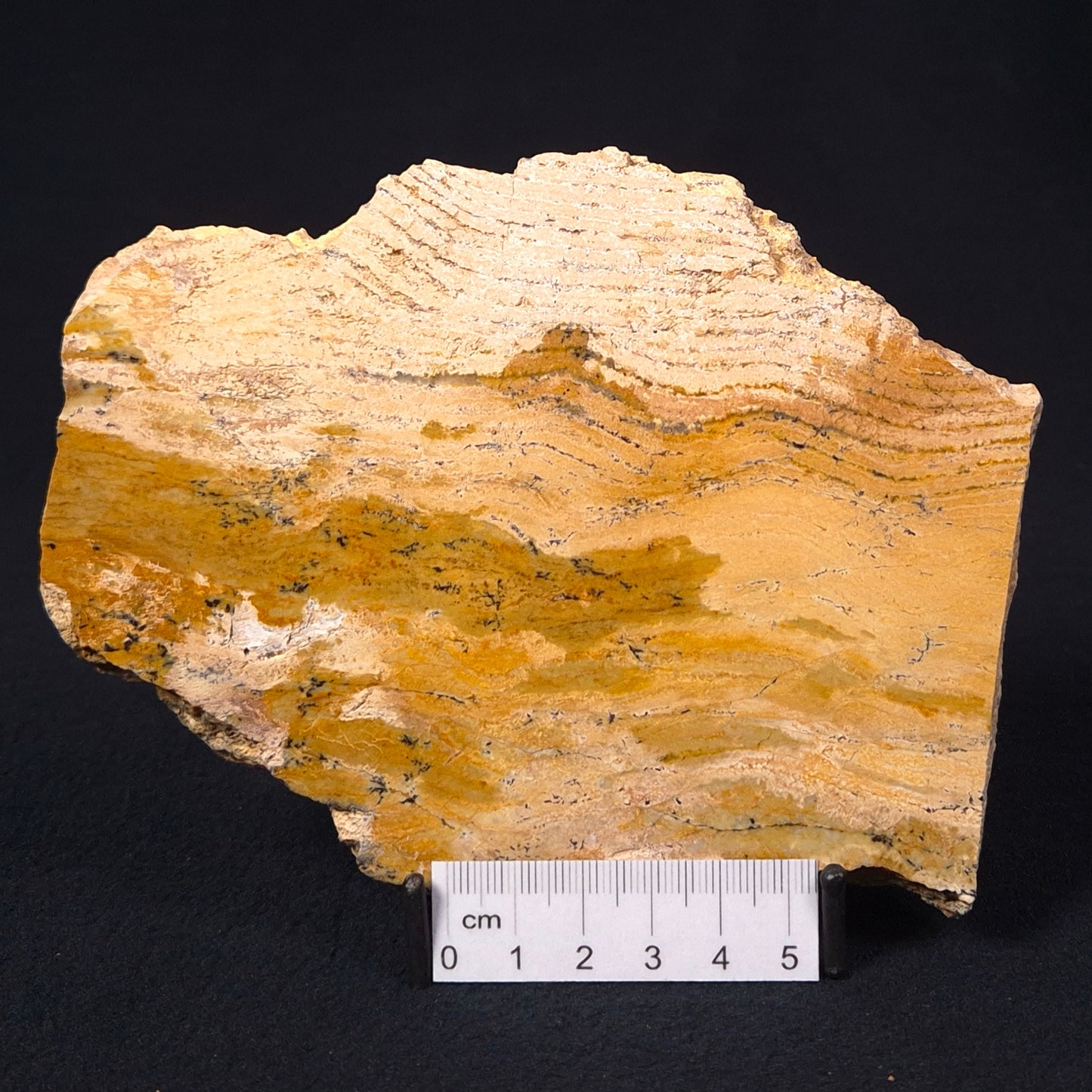 Stromatolite Microbial Mat Strelley Pool Formation ZSP010