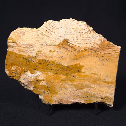 Stromatolite Microbial Mat Strelley Pool Formation ZSP010