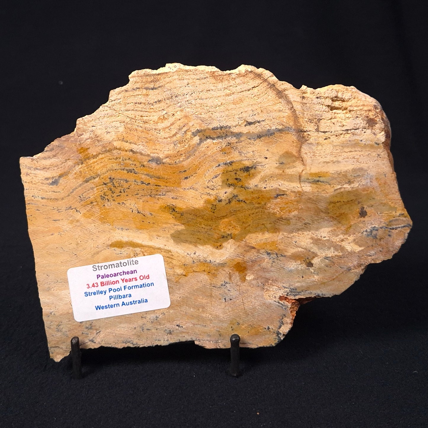 Stromatolite Microbial Mat Strelley Pool Formation ZSP010