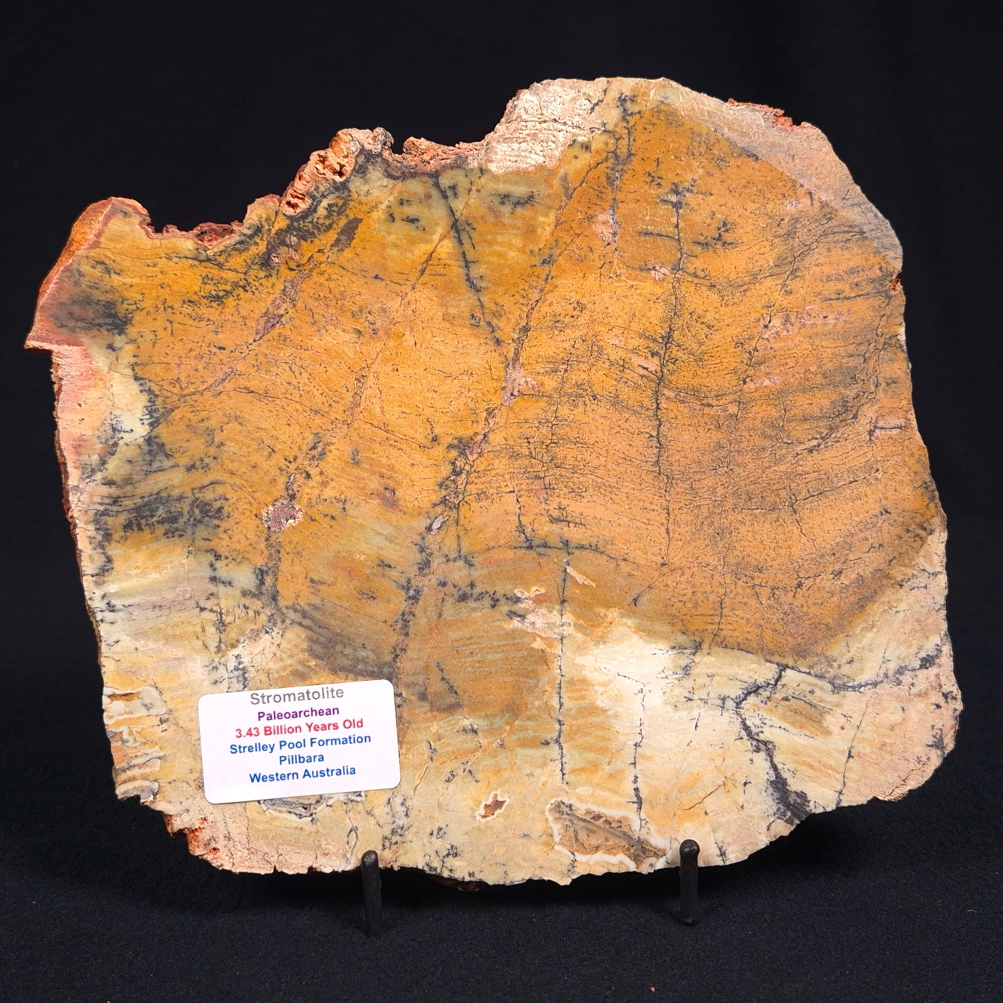 Stromatolite Microbial Mat Strelley Pool Formation ZSP011