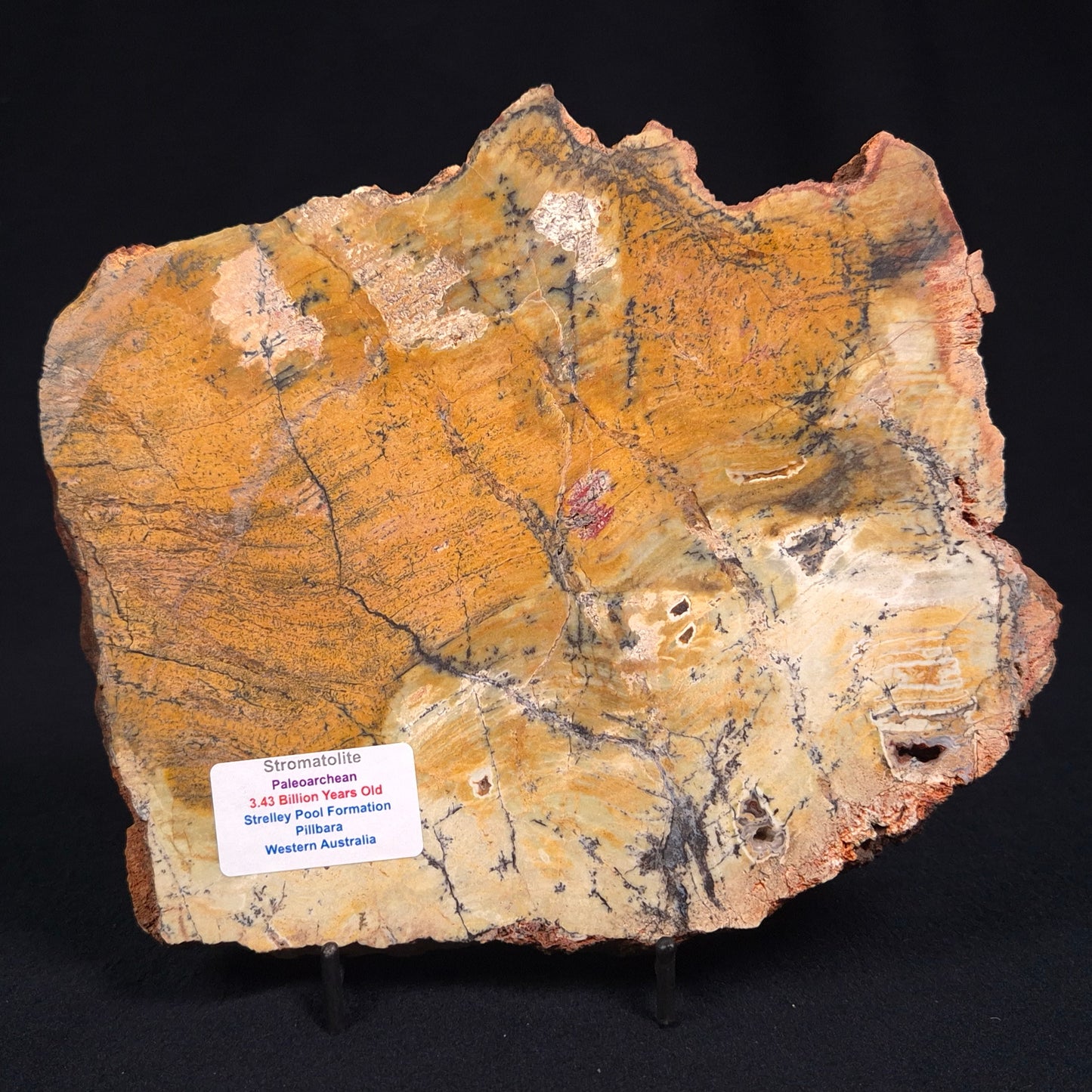 Stromatolite Microbial Mat Strelley Pool Formation ZSP012