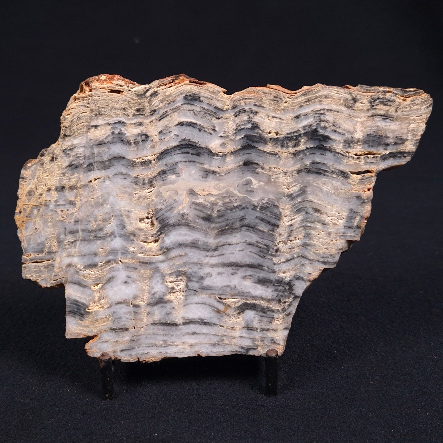 Stromatolite from the Mount McGrath Formation ZMG003