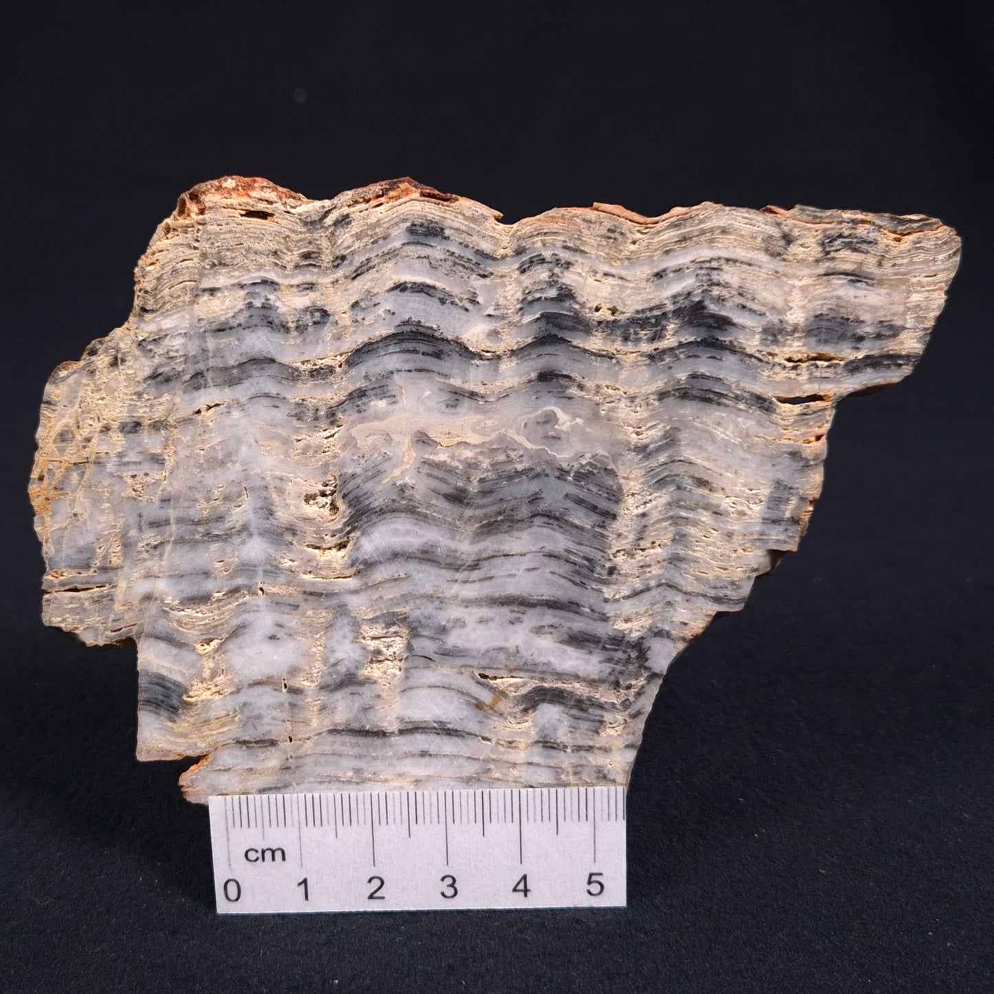 Stromatolite from the Mount McGrath Formation ZMG003