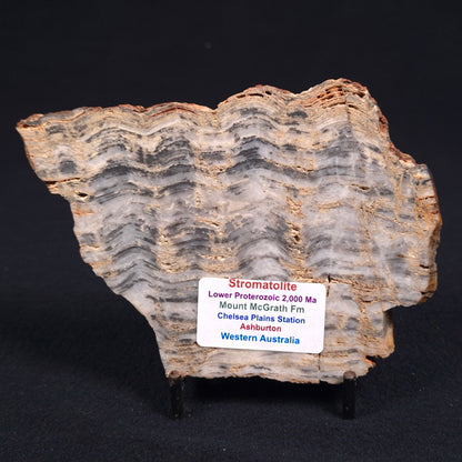 Stromatolite from the Mount McGrath Formation ZMG003