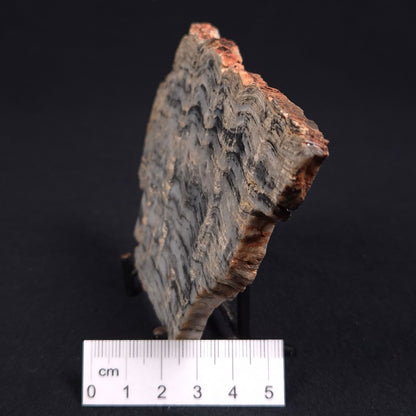 Stromatolite from the Mount McGrath Formation ZMG003