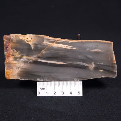 Stromatolite from the Mount McGrath Formation ZMG005