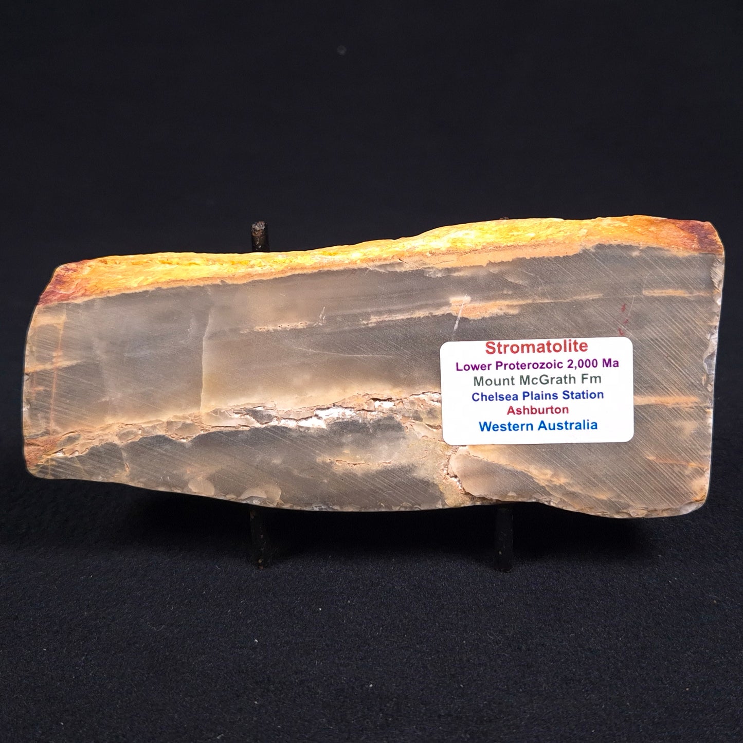 Stromatolite from the Mount McGrath Formation ZMG005