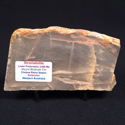 Stromatolite from the Mount McGrath Formation ZMG004