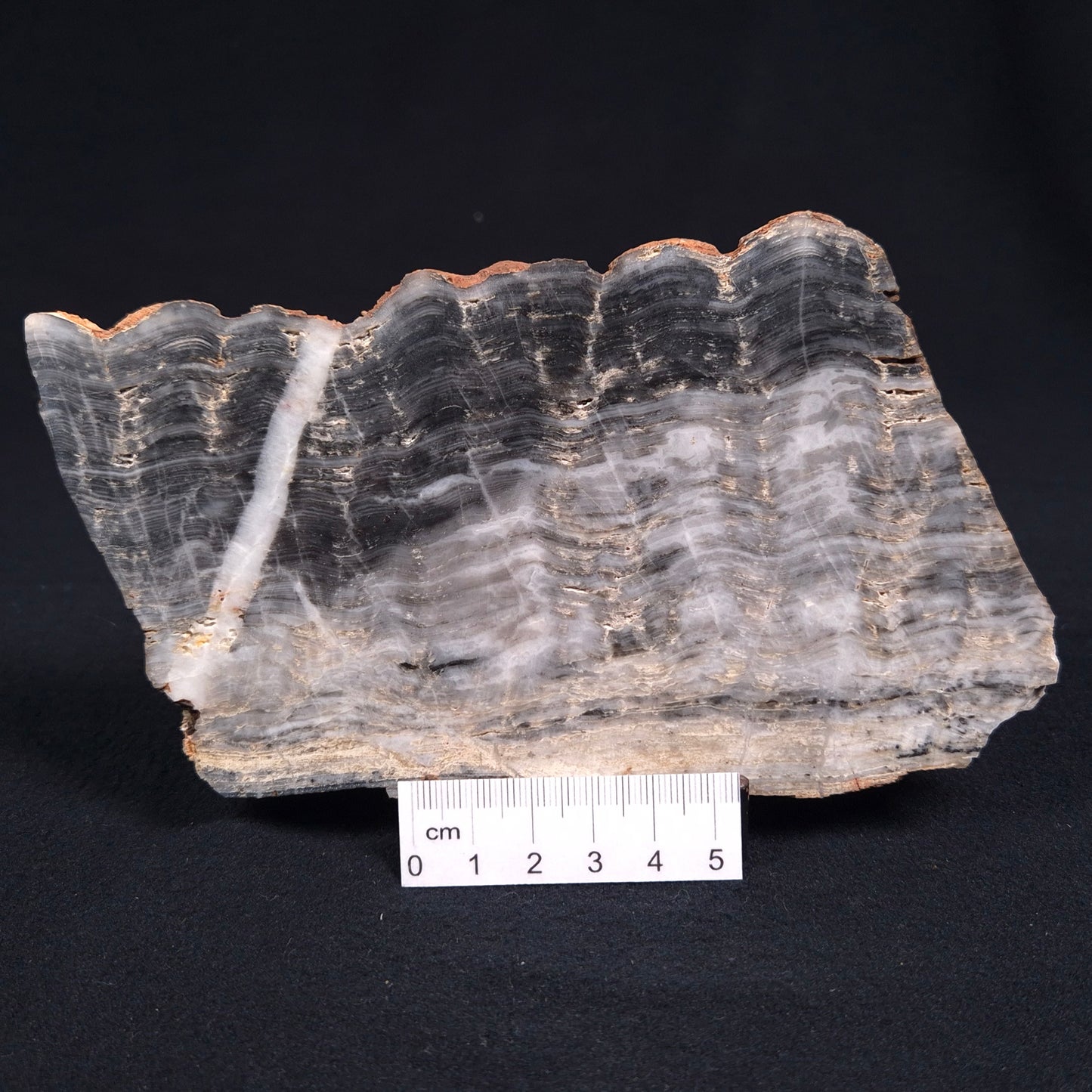 Stromatolite from the Mount McGrath Formation ZMG006