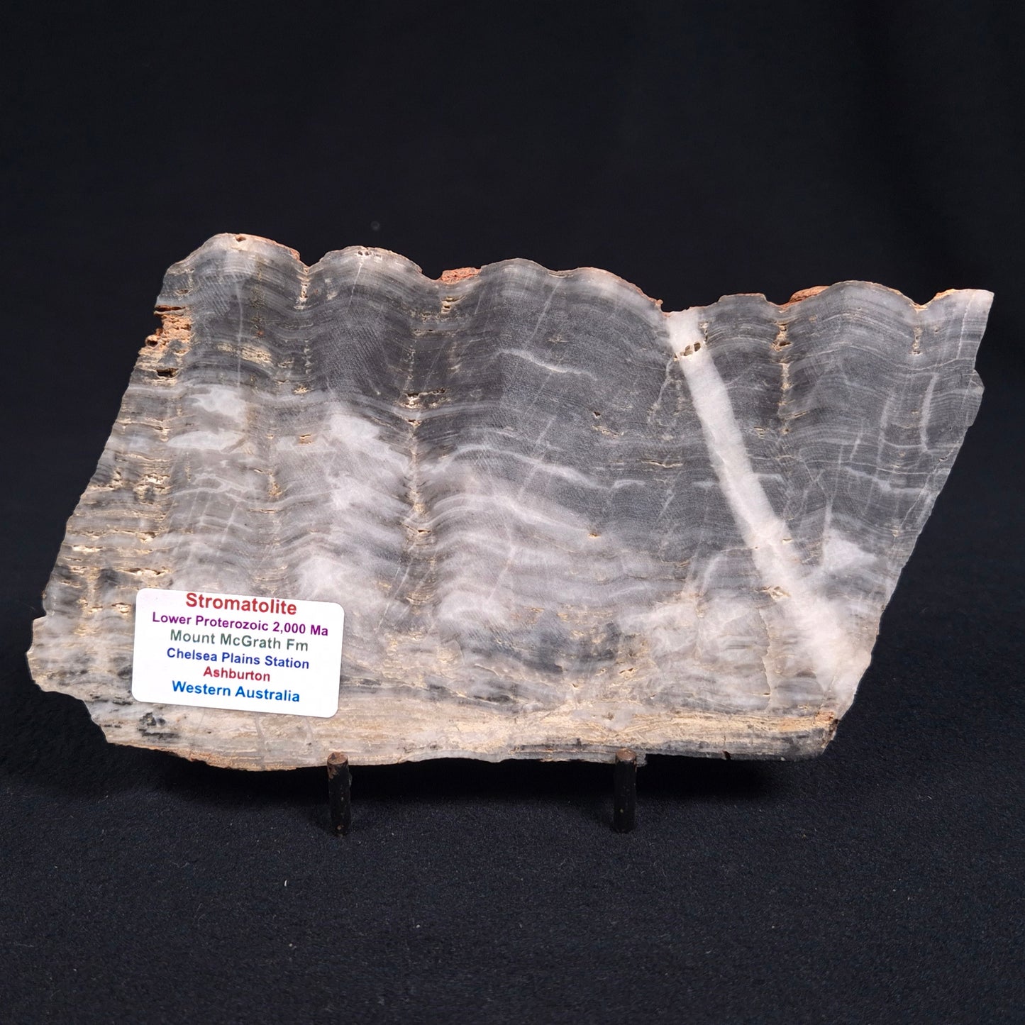 Stromatolite from the Mount McGrath Formation ZMG006