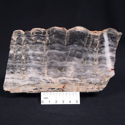 Stromatolite from the Mount McGrath Formation ZMG007