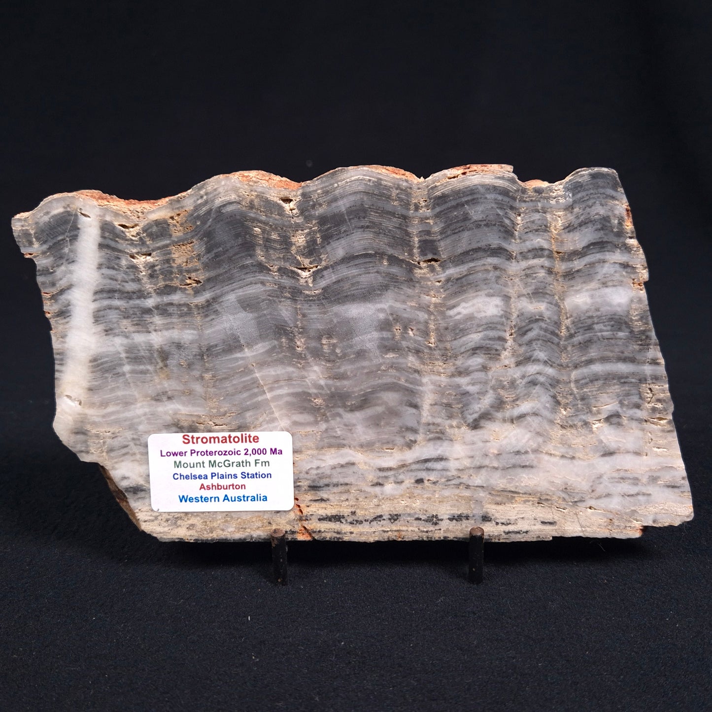 Stromatolite from the Mount McGrath Formation ZMG007