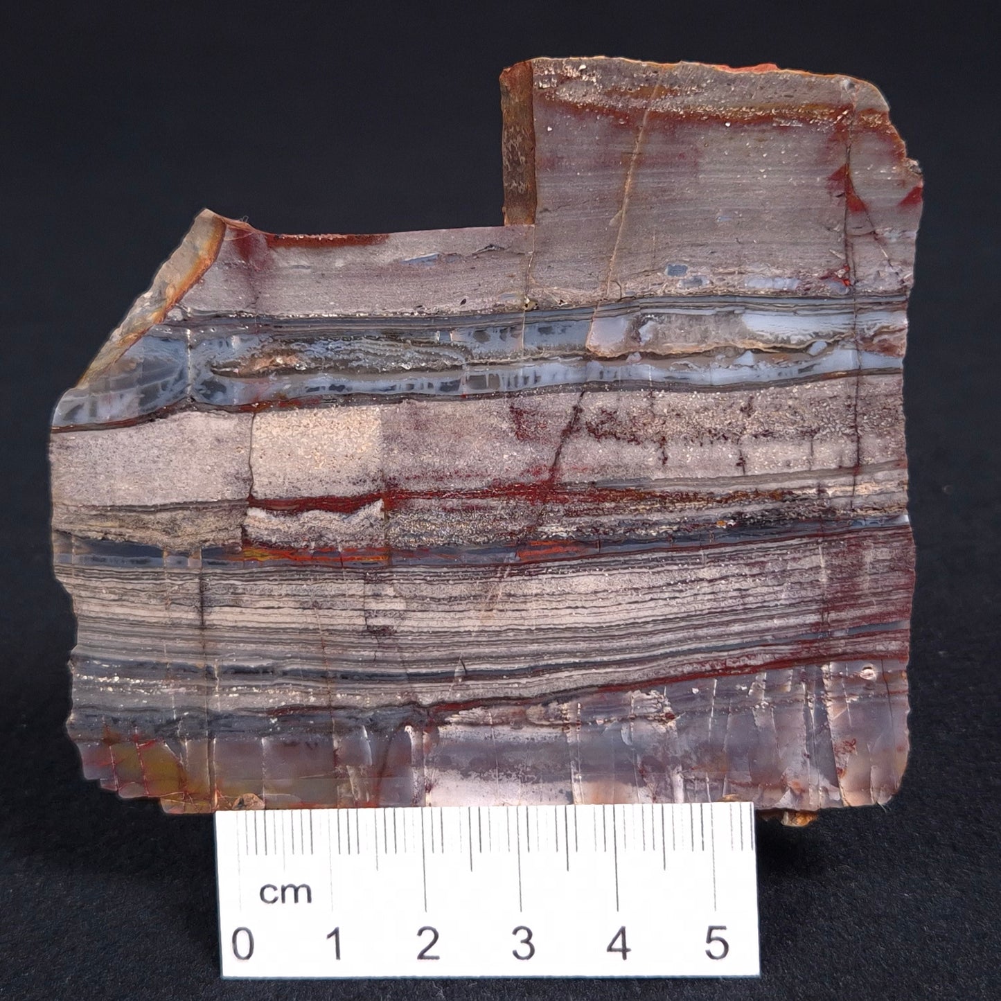 Stromatolite from the Jerrinah Formation ZJF014