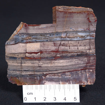 Stromatolite from the Jerrinah Formation ZJF014