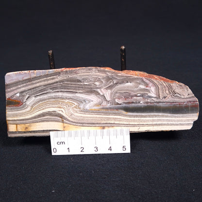 Stromatolite from the Jerrinah Formation ZJF015