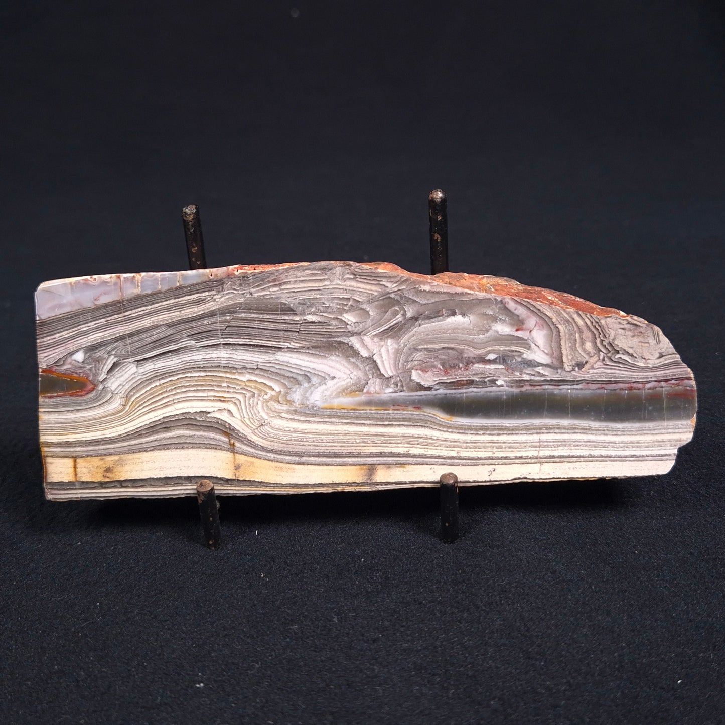 Stromatolite from the Jerrinah Formation ZJF015