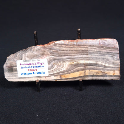 Stromatolite from the Jerrinah Formation ZJF015