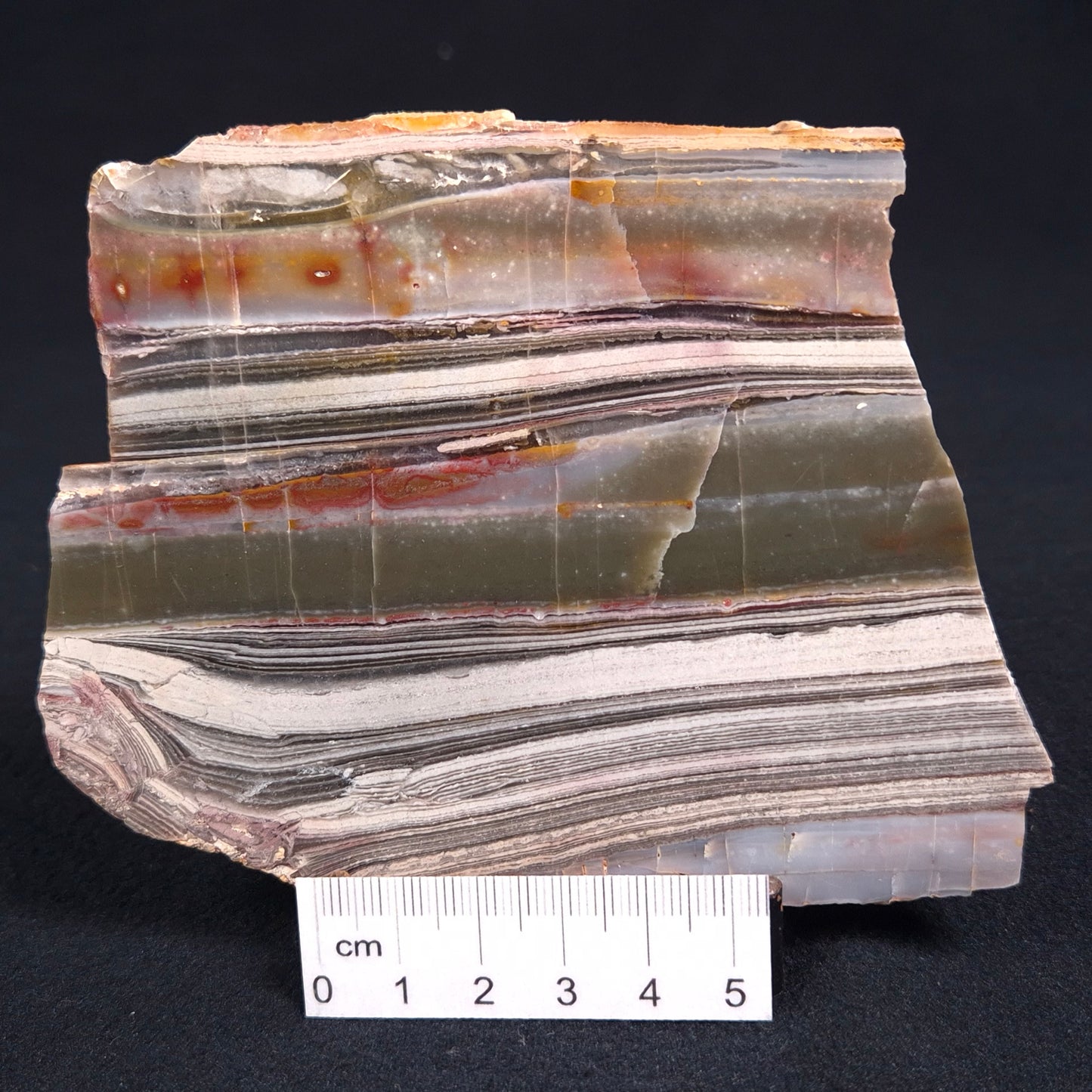 Stromatolite from the Jerrinah Formation ZJF016