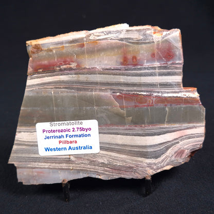 Stromatolite from the Jerrinah Formation ZJF016