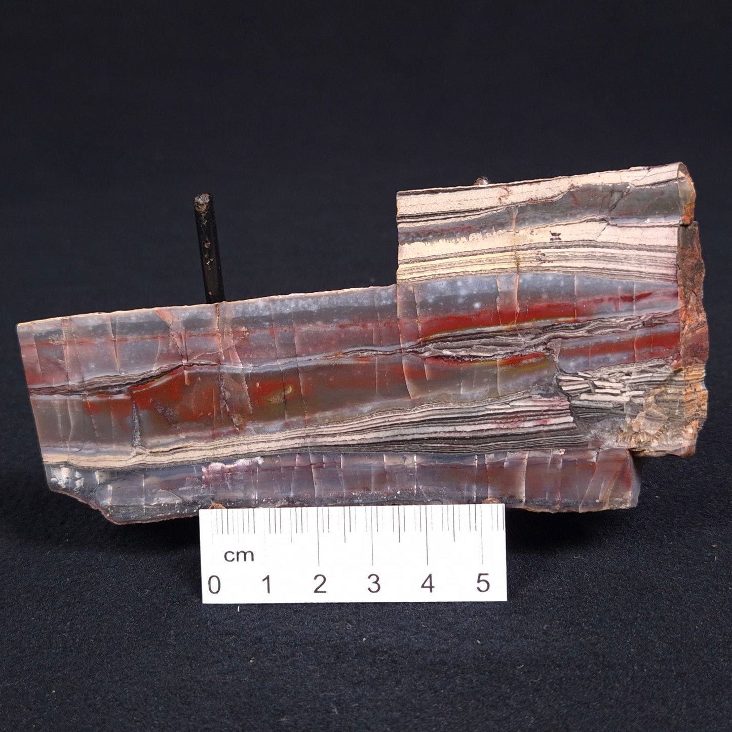 Stromatolite from the Jerrinah Formation ZJF017