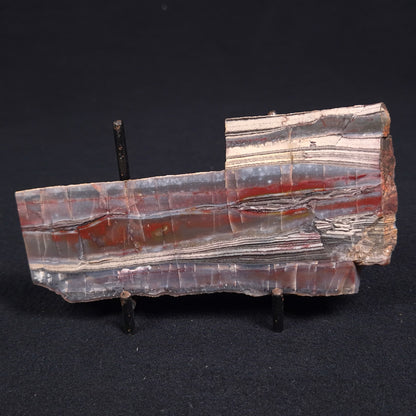 Stromatolite from the Jerrinah Formation ZJF017