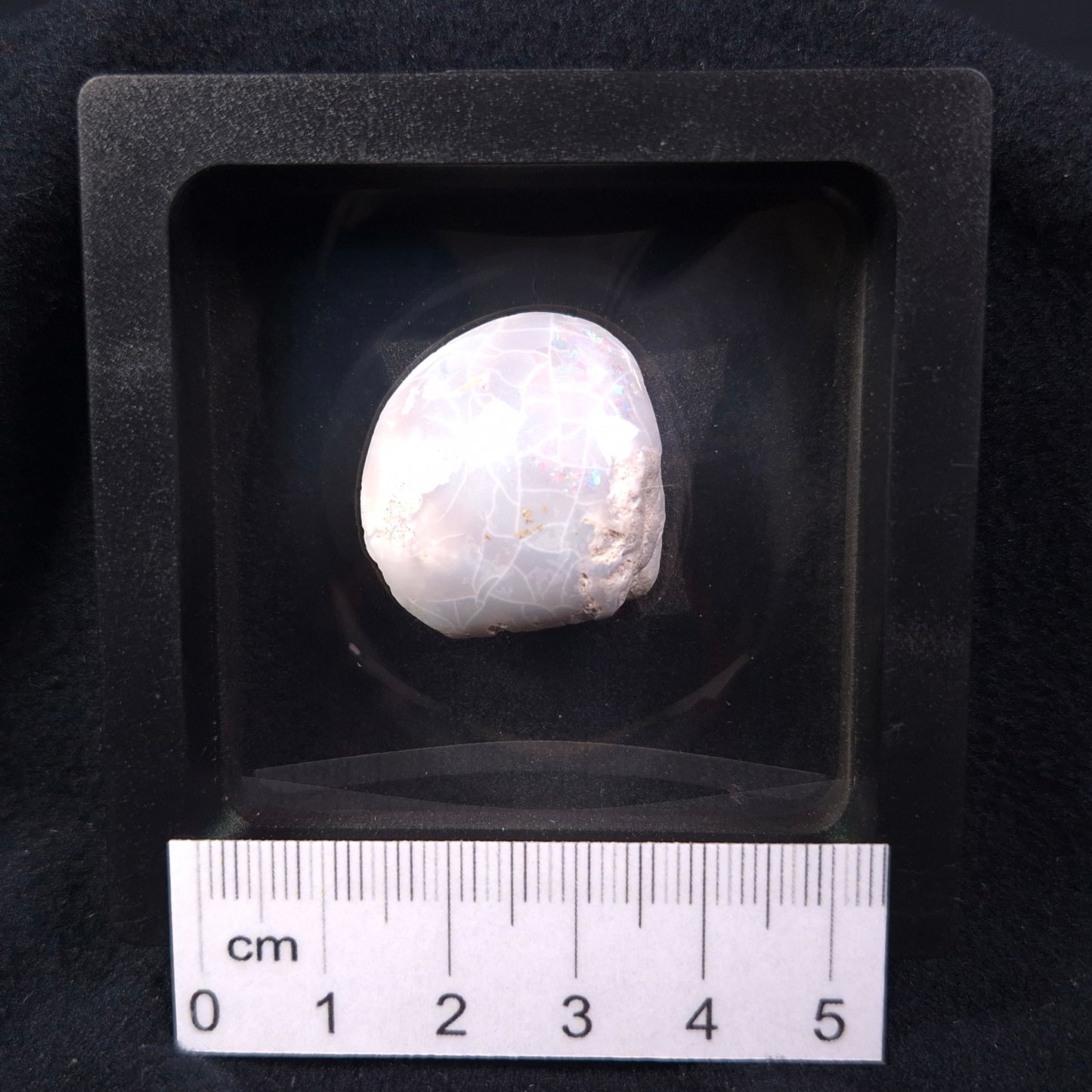 Opal Shell Cyrenopsis sp. Coober Pedy YOS001